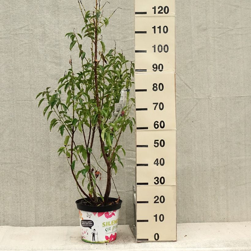 philodendron green beauty pflege Medium Philodendron 'Florida Beauty Green' – Dahing Plants main image 1