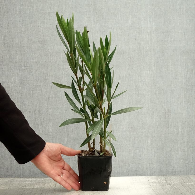 Exemplar von Oleander Caro - Nerium Topf 10 cm/11cm wie im Herbst geliefert