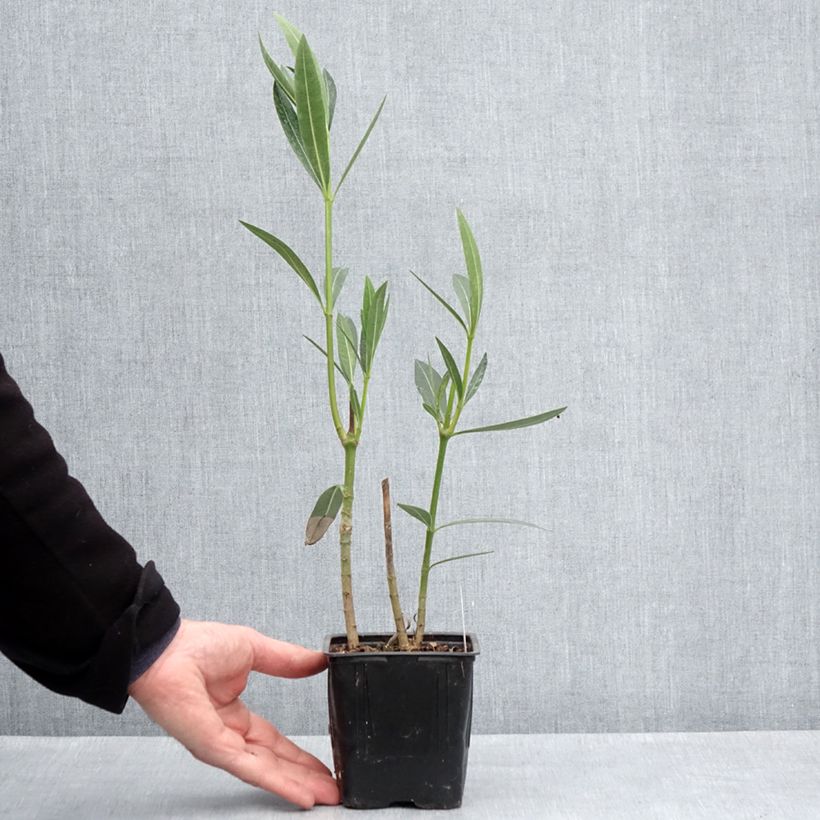 Exemplar von Oleander Caro - Nerium Topf 10 cm/11cm wie im Frühjahr geliefert