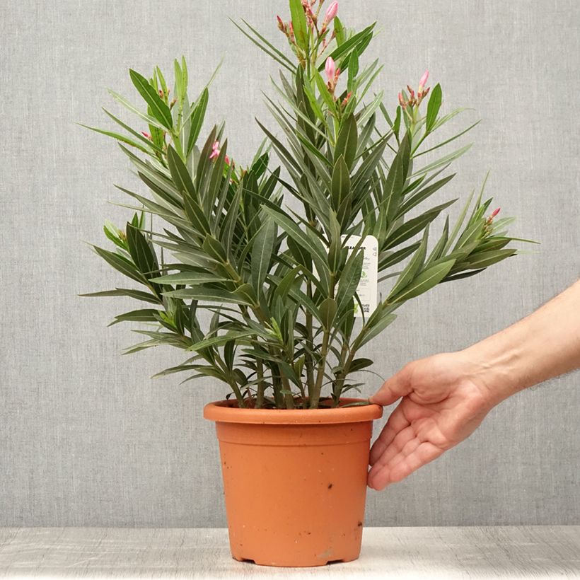 Exemplar von Oleander Emilie - Nerium Topf mit 3L/4L, Strauch wie im Sommer geliefert