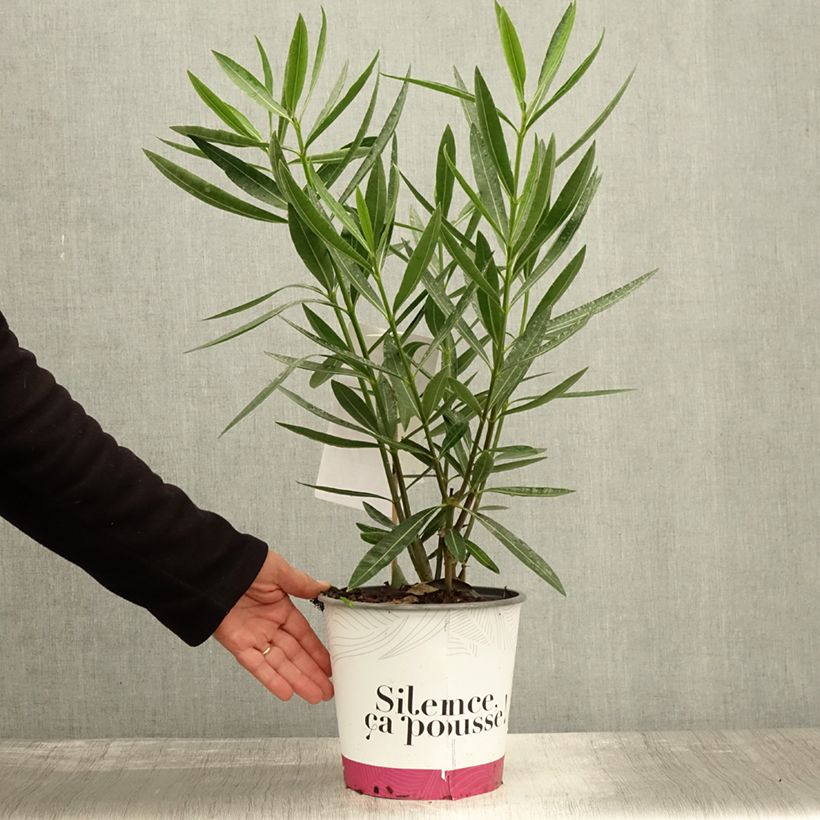 Exemplar von Oleander Jannoch - Nerium Topf mit 3L/4L wie im Herbst geliefert