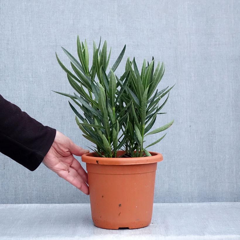 Exemplar von Oleander Luteum Plenum - Nerium Topf mit 3L/4L, Strauch wie im Herbst geliefert