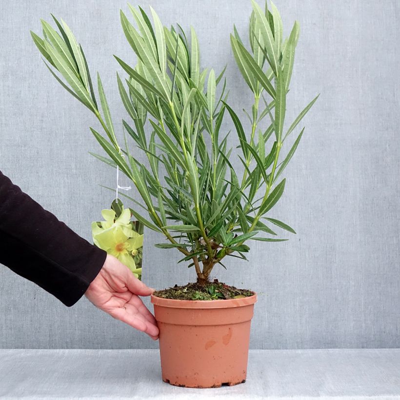 Exemplar von Oleander Marie Gambetta - Nerium Topf mit 3L/4L wie im Herbst geliefert