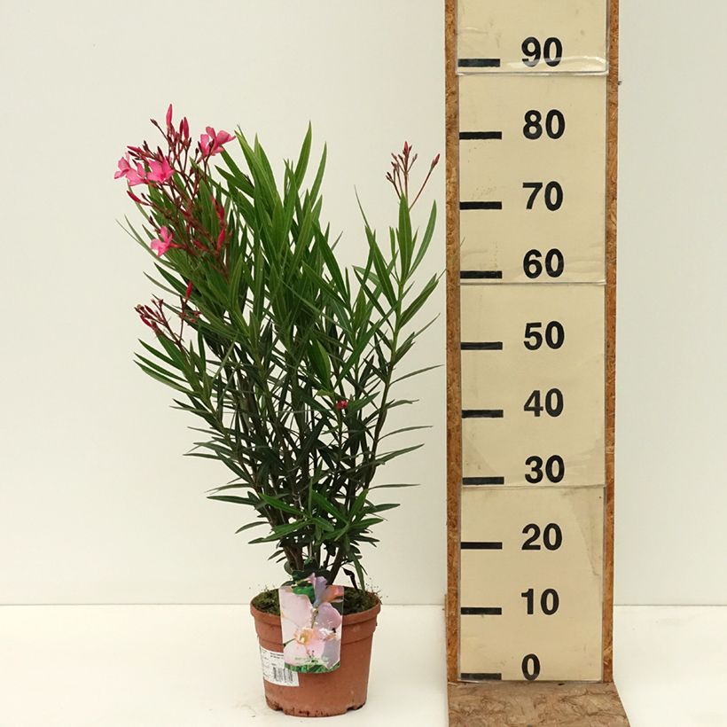 Exemplar von Oleander Maurin des Maures – Nerium oleander Topf mit 3L/4L wie im Frühjahr geliefert