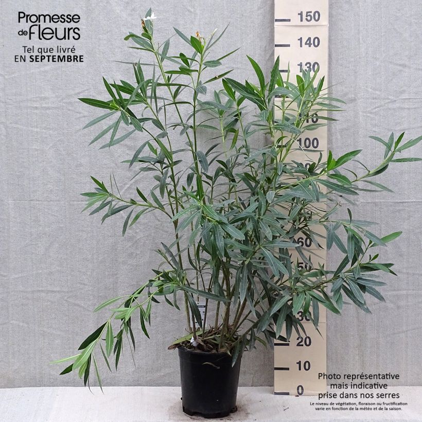 Exemplar von Oleander Weiss - Nerium Topf mit 6L/7L wie im Herbst geliefert