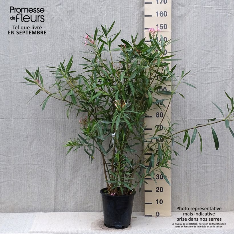 Exemplar von Nerium oleander - Oleander Topf mit 6L/7L wie im Herbst geliefert