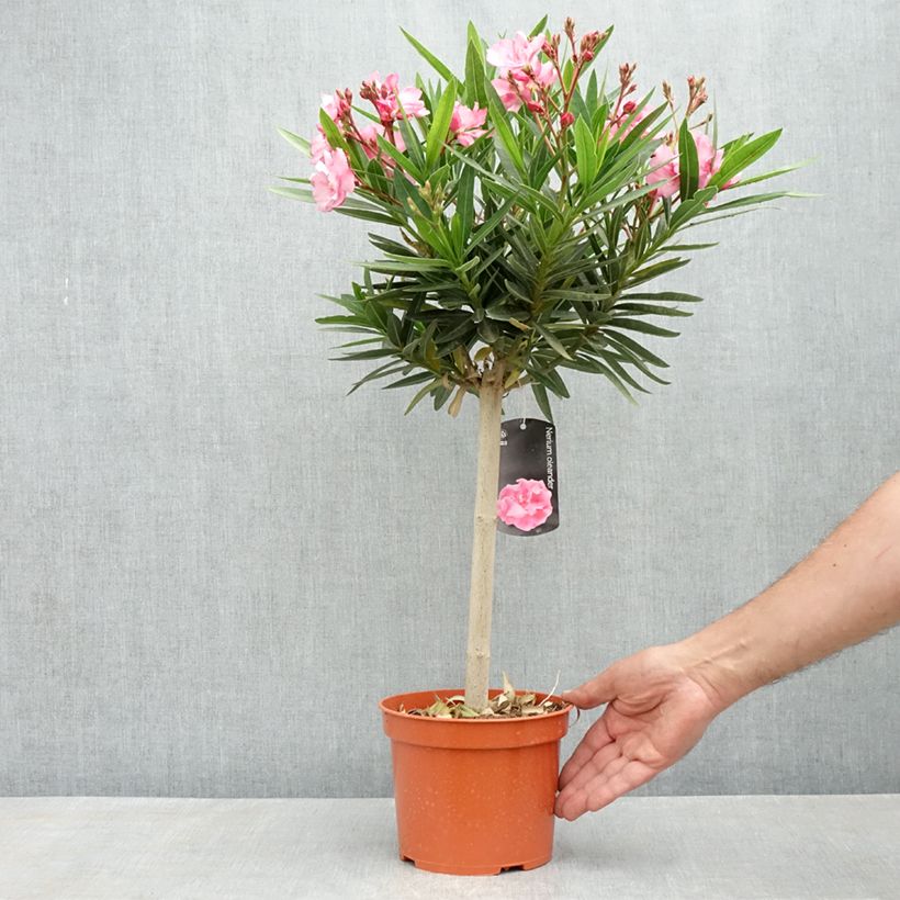 Exemplar von Nerium oleander - Oleander Topf mit 2L/3L wie im Frühjahr geliefert
