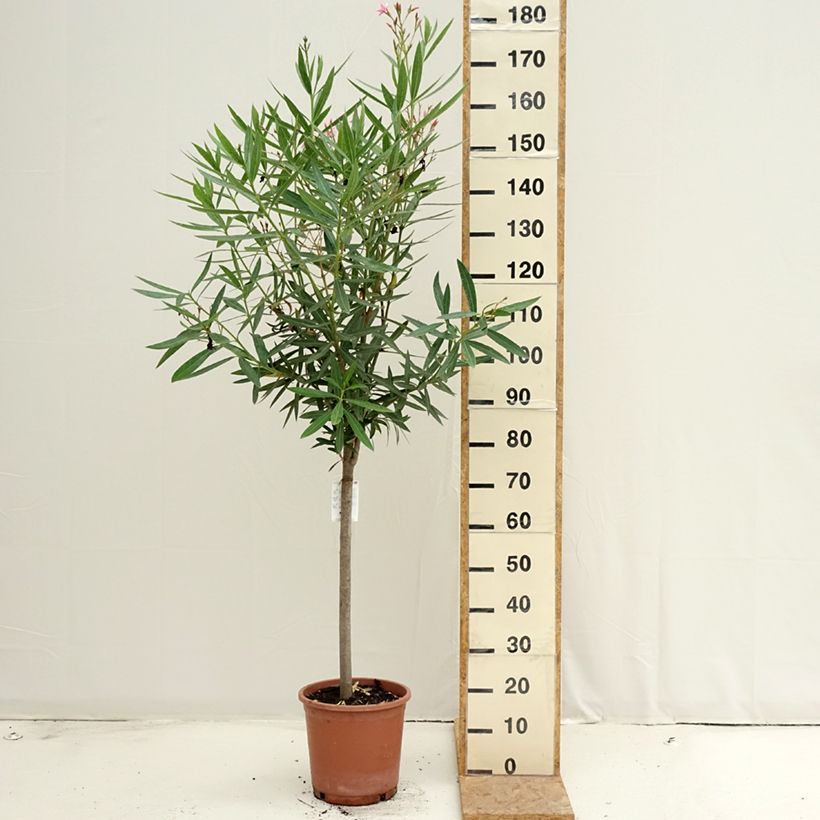 Exemplar von Nerium oleander - Oleander Topf mit 7,5L/10L wie im Sommer geliefert