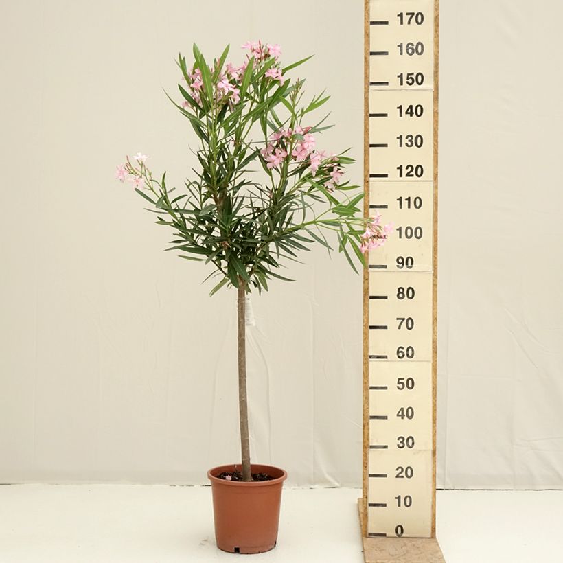 Exemplar von Nerium oleander - Oleander Topf mit 7,5L/10L wie im Frühjahr geliefert