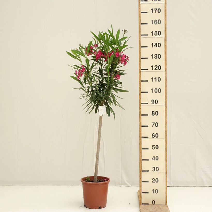 Exemplar von Oleander Simple Red - Nerium Topf mit 2L/3L wie im Frühjahr geliefert