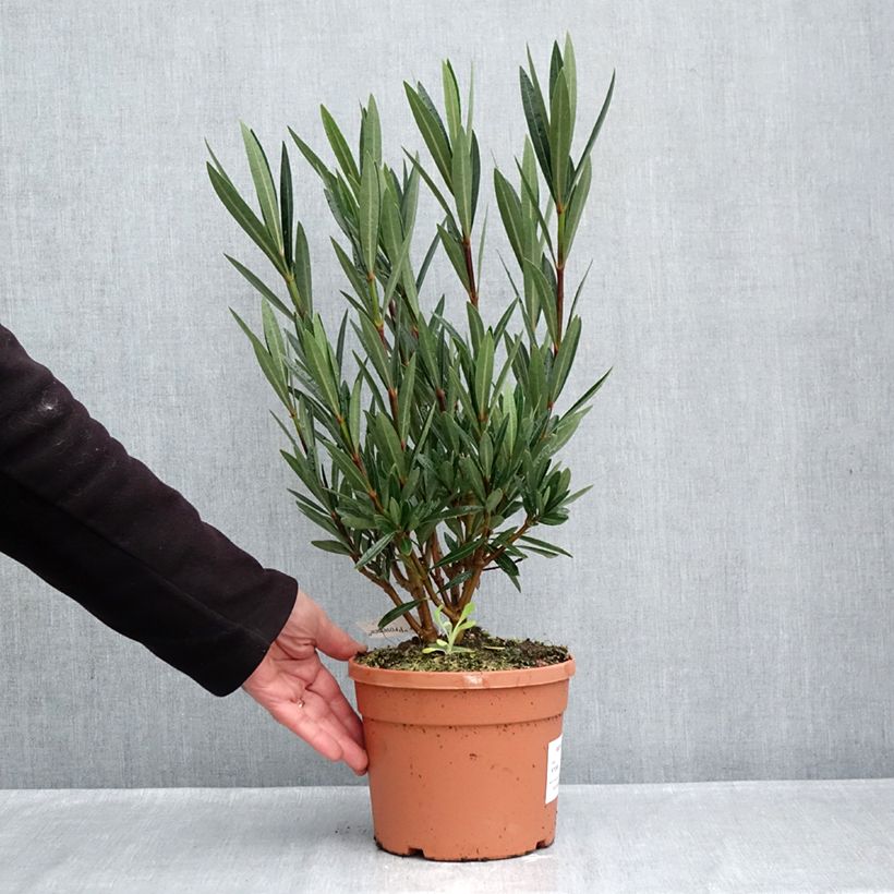 Exemplar von Oleander Papa Gambetta - Nerium Topf mit 7,5L/10L wie im Herbst geliefert
