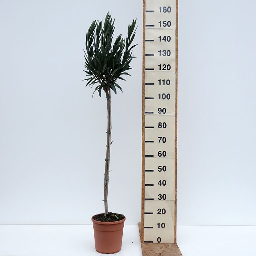 Exemplar von Oleander Provence - Nerium Topf mit 6L/7L wie im Winter geliefert