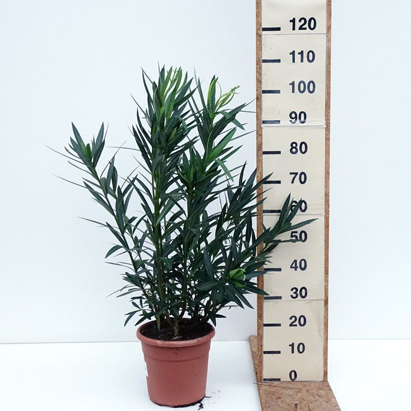 Exemplar von Oleander Soeur Agnes - Nerium Topf mit 7,5L/10L wie im Herbst geliefert