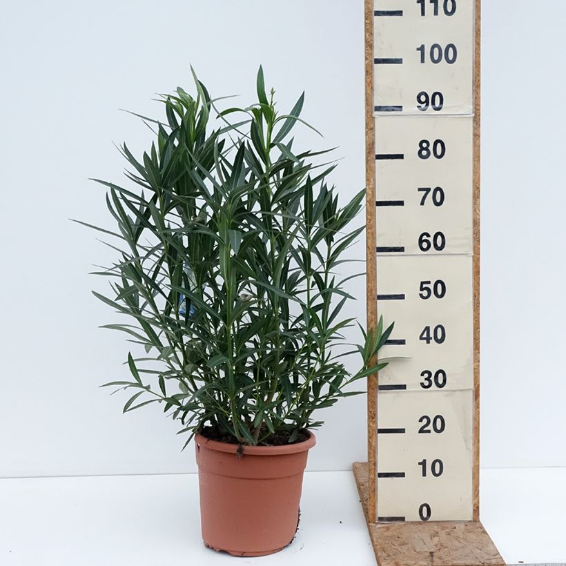Exemplar von Oleander Soeur Agnes - Nerium Topf mit 7,5L/10L wie im Winter geliefert