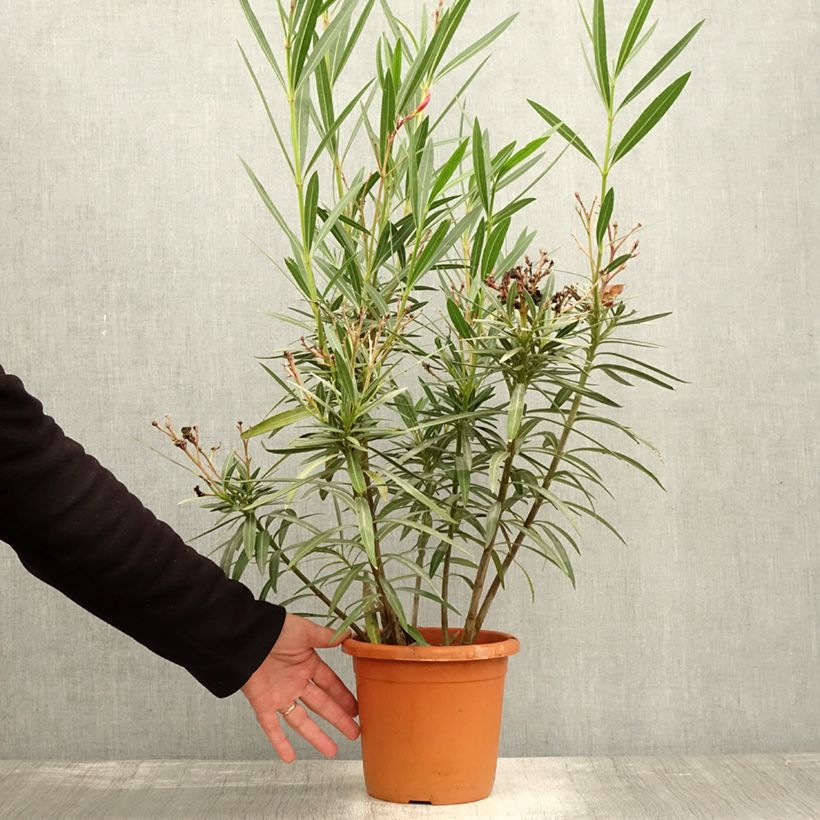 Exemplar von Oleander Soleil Levant - Nerium Topf mit 3L/4L wie im Herbst geliefert