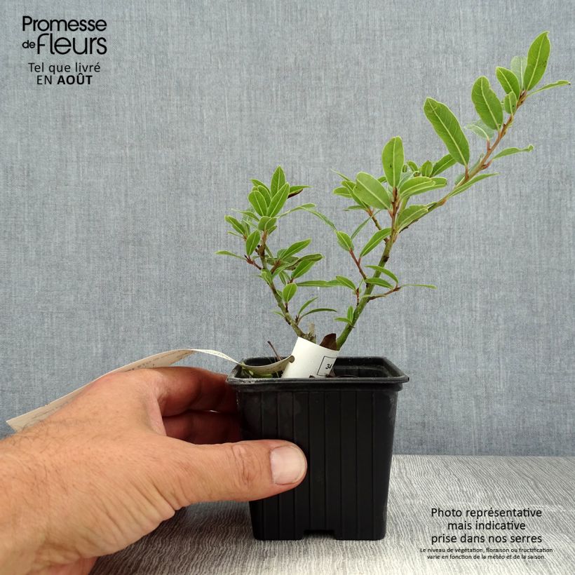 Exemplar von Echter Lorbeerstrauch Little Laura 'Dan17' - Laurus nobilis Kleine Töpfe von 8/9 cm wie im Sommer geliefert