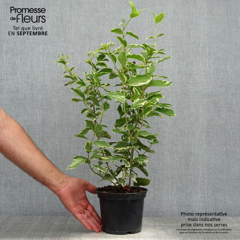 Exemplar von Lorbeerblättriger Schneeball Variegatum - Viburnum tinus Topf mit 2L/3L wie im Herbst geliefert
