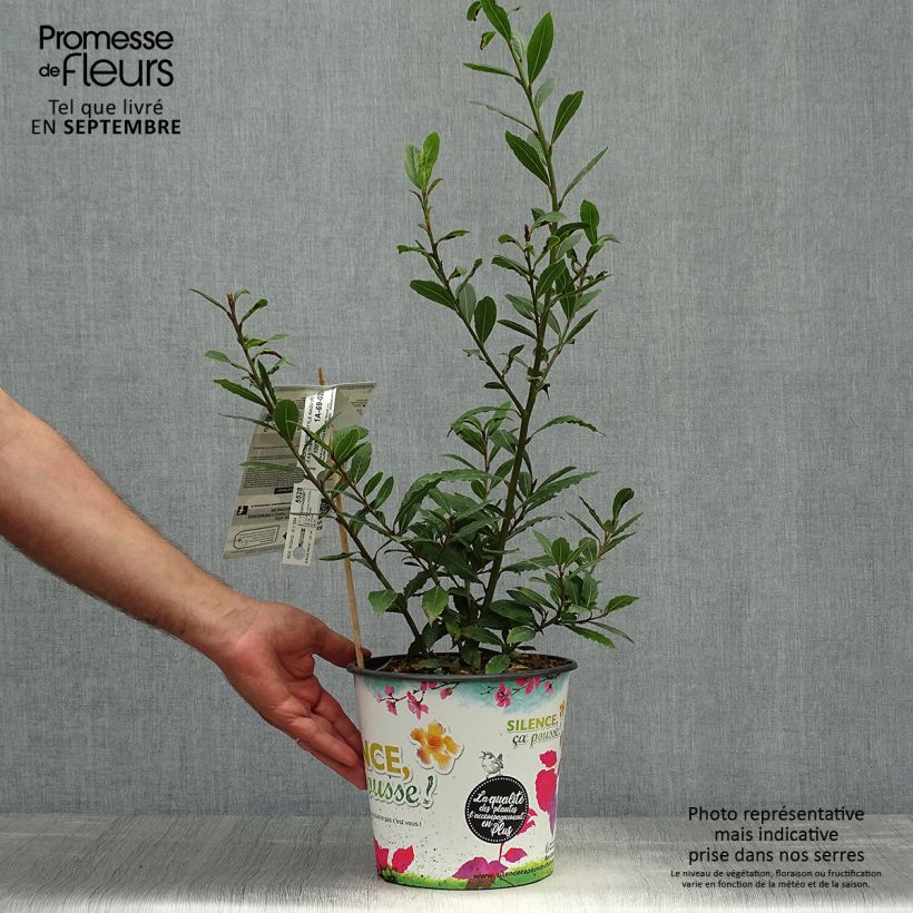 Exemplar von Echter Lorbeerstrauch Little Ragu - Laurus nobilis Topf mit 4L/5L wie im Herbst geliefert