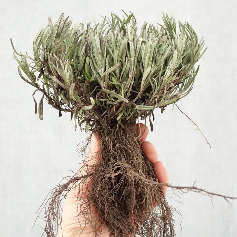 Exemplar von Lavandula angustifolia Munstead - Echter Lavendel Wurzelnackt wie im Winter geliefert