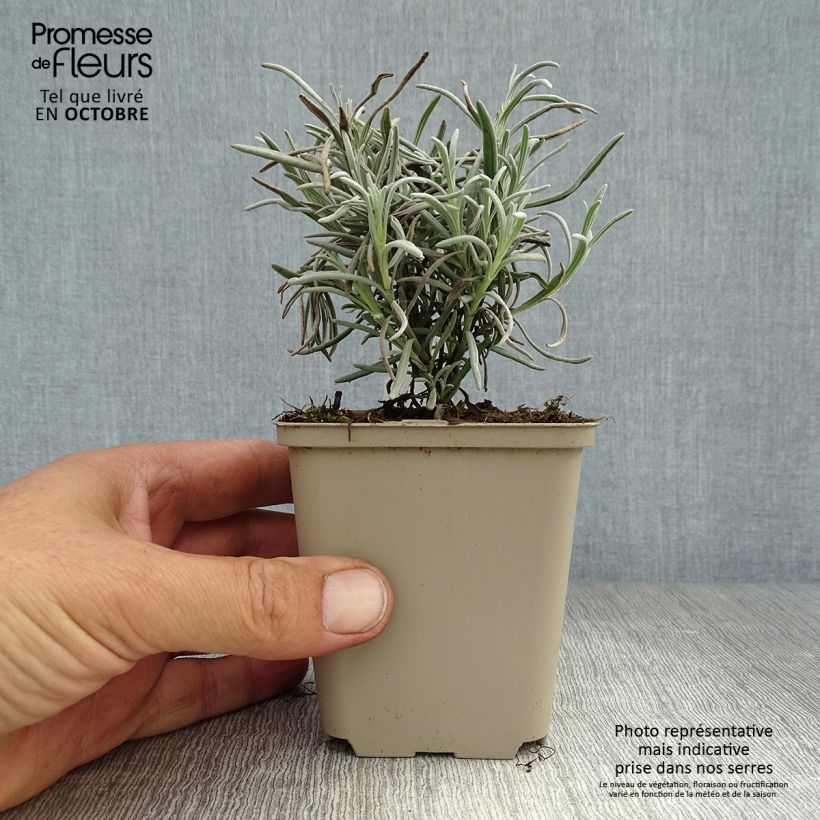 Exemplar von Lavandula angustifolia Silbermöwe - Echter Lavendel Kleine Töpfe von 8/9 cm wie im Herbst geliefert