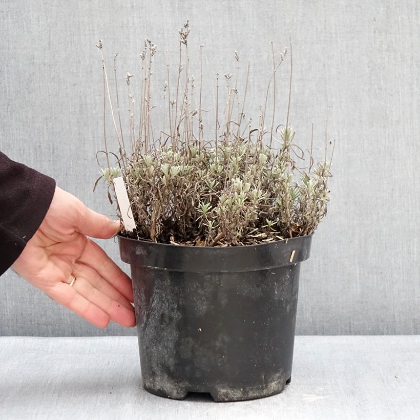 Exemplar von Lavandula angustifolia Arctic Snow - Echter Lavendel Topf mit 2L/3L wie im Winter geliefert