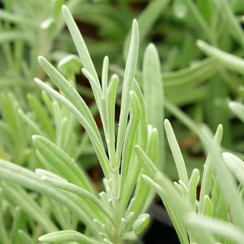 Breitblättriger Lavendel - Lavandula latifolia (Laub)
