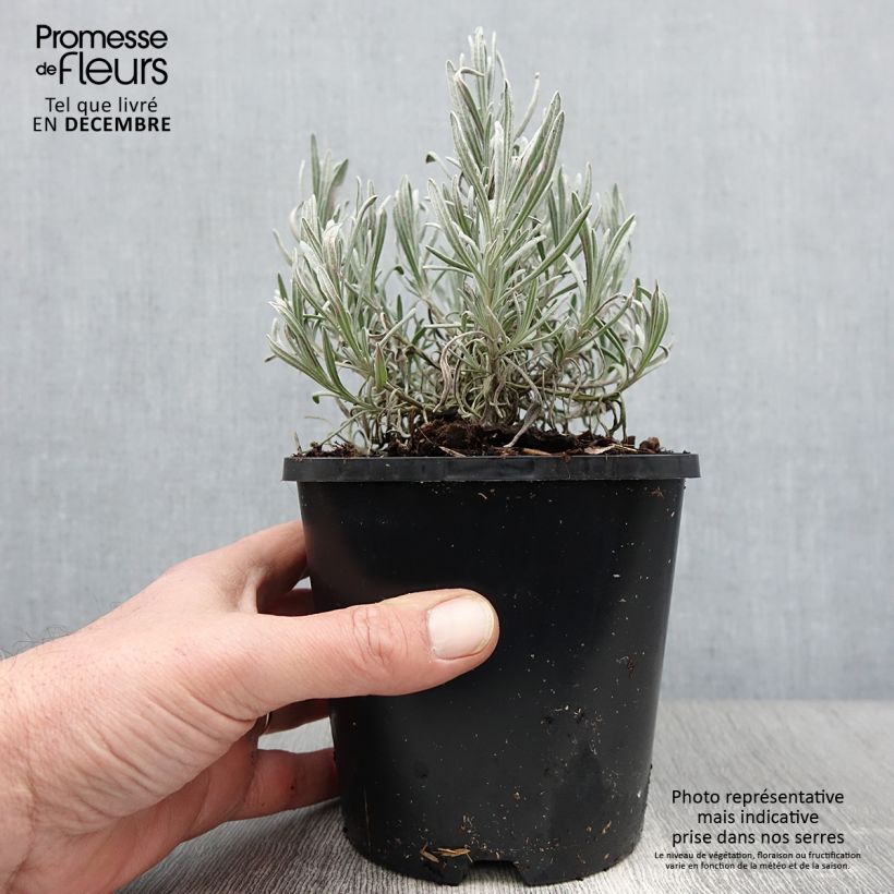 Exemplar von Lavandula intermedia Edelweiss - Provence-Lavendel Topf mit 1,5L/2L wie im Herbst geliefert