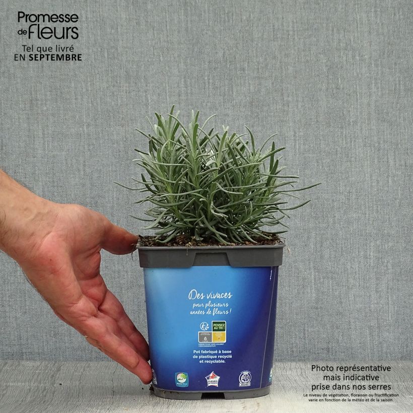 Exemplar von Lavandula intermedia Grosso - Provence-Lavendel Topf mit 2L/3L wie im Herbst geliefert