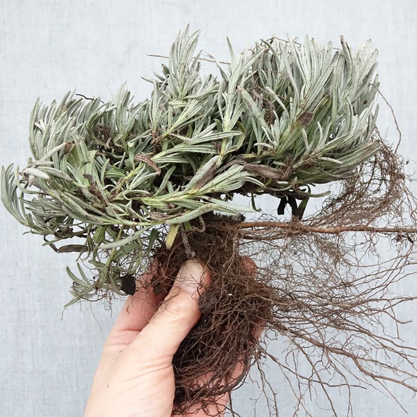 Exemplar von Lavandula intermedia Edelweiss - Provence-Lavendel Wurzelnackt wie im Winter geliefert