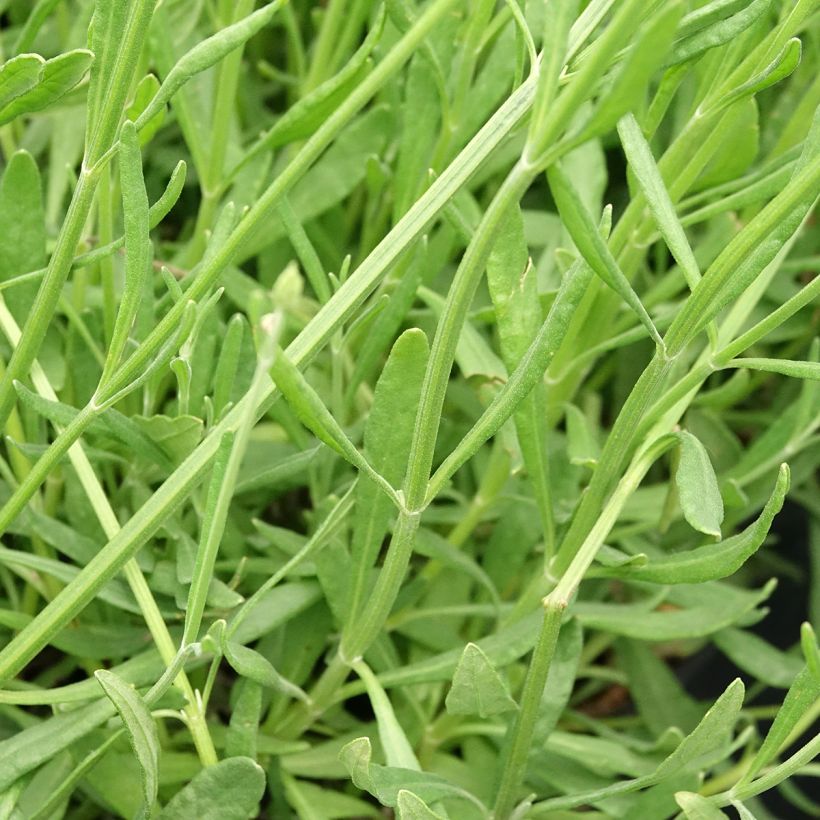 Lavandula intermedia Sensational! - Provence-Lavendel (Laub)