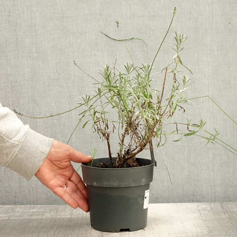 Exemplar von Lavandula intermedia Sensational! - Provence-Lavendel Topf mit 2L/3L wie im Herbst geliefert