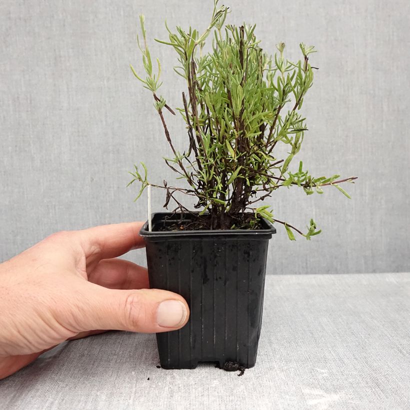Exemplar von Lavandula stoechas The Princess - Schopf-Lavendel Kleine Töpfe von 8/9 cm wie im Herbst geliefert