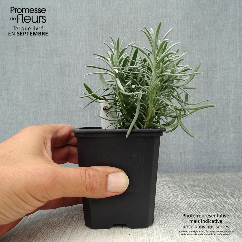 Exemplar von Lavandula intermedia Phenomenal 'Niko - Provence-Lavendel Kleine Töpfe von 8/9 cm wie im Herbst geliefert