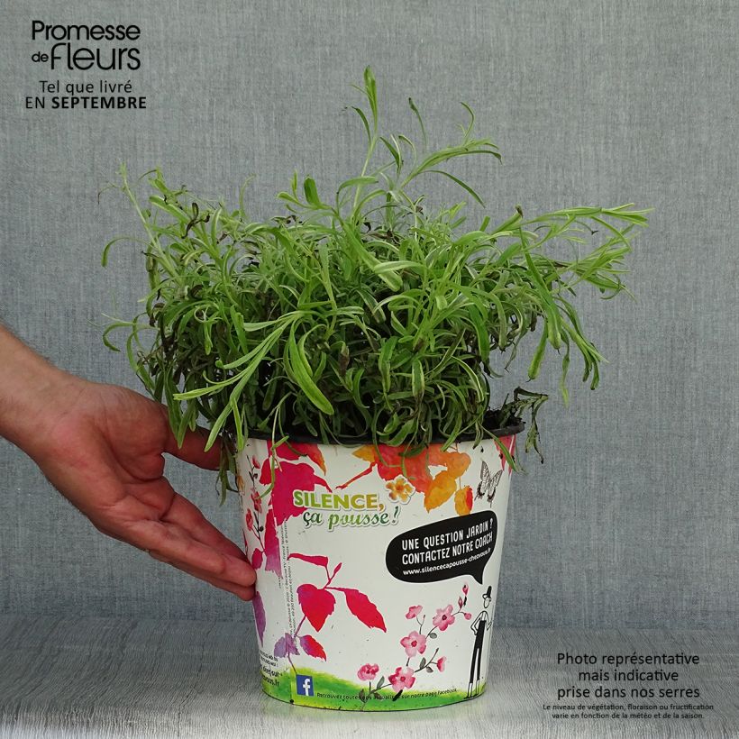 Exemplar von Lavandula intermedia Platinum Blonde - Provence-Lavendel Topf mit 4L/5L wie im Herbst geliefert