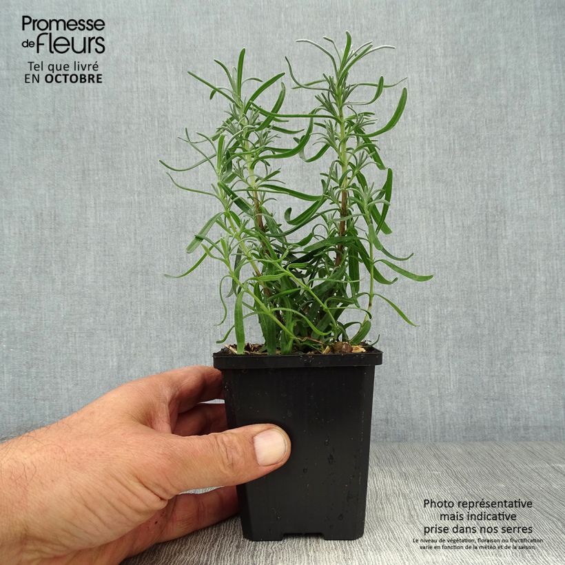Exemplar von Lavandula Richard Gray - Lavendel Kleine Töpfe von 8/9 cm wie im Herbst geliefert