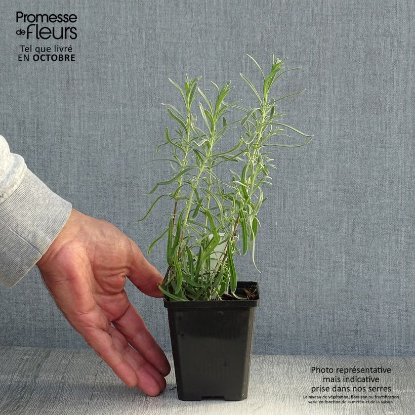 Exemplar von Lavandula angustifolia Dwarf Blue - Echter Lavendel Kleine Töpfe von 8/9 cm wie im Herbst geliefert