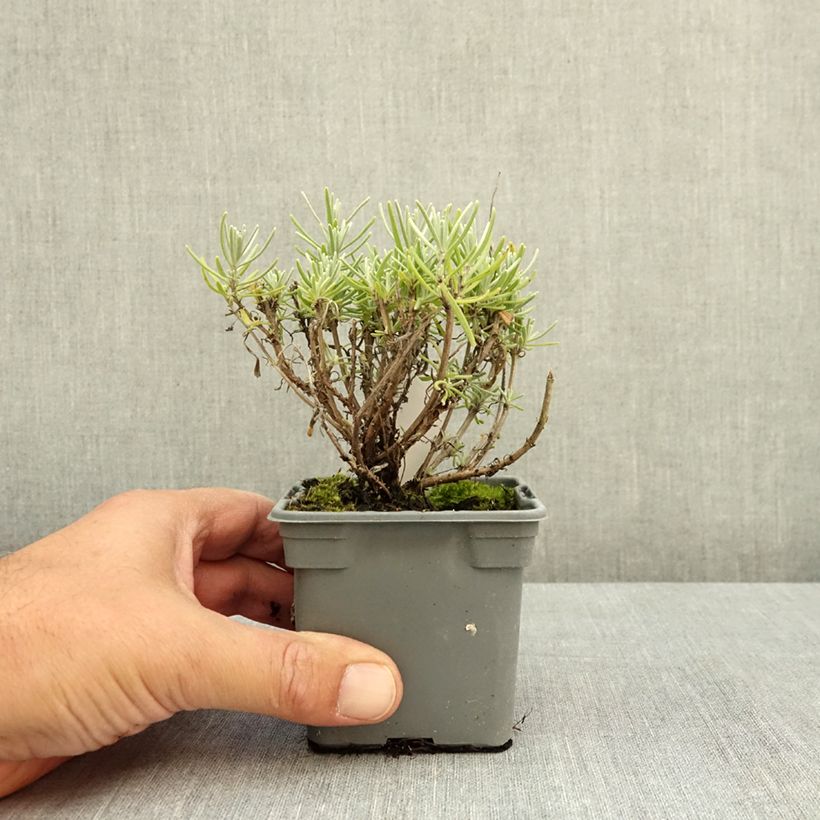 Exemplar von Lavandula angustifolia Havana - Echter Lavendel Kleine Töpfe von 8/9 cm wie im Sommer geliefert