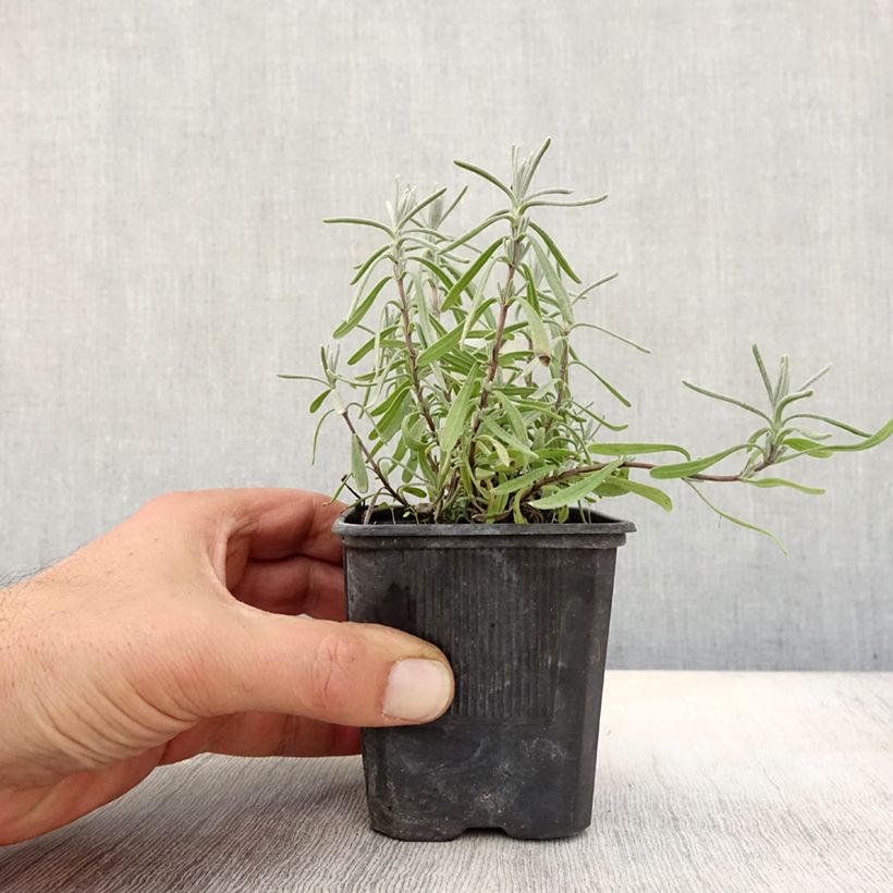 Exemplar von Lavandula angustifolia Hidcote - Echter Lavendel Kleine Töpfe von 7/8 cm wie im Herbst geliefert