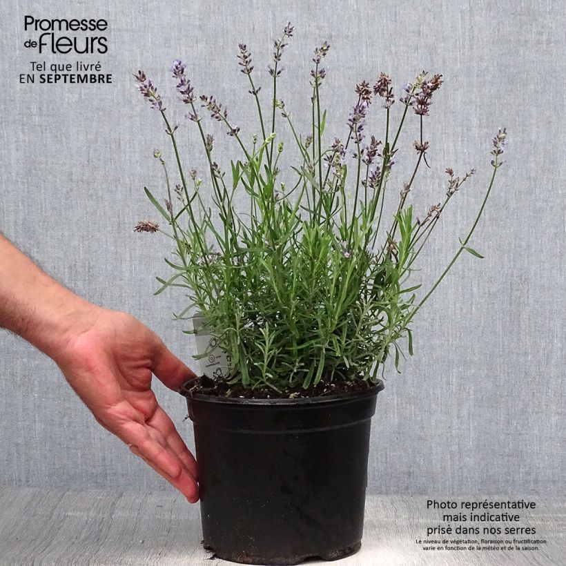 Exemplar von Lavandula angustifolia Hidcote - Echter Lavendel Topf mit 3L/4L wie im Herbst geliefert