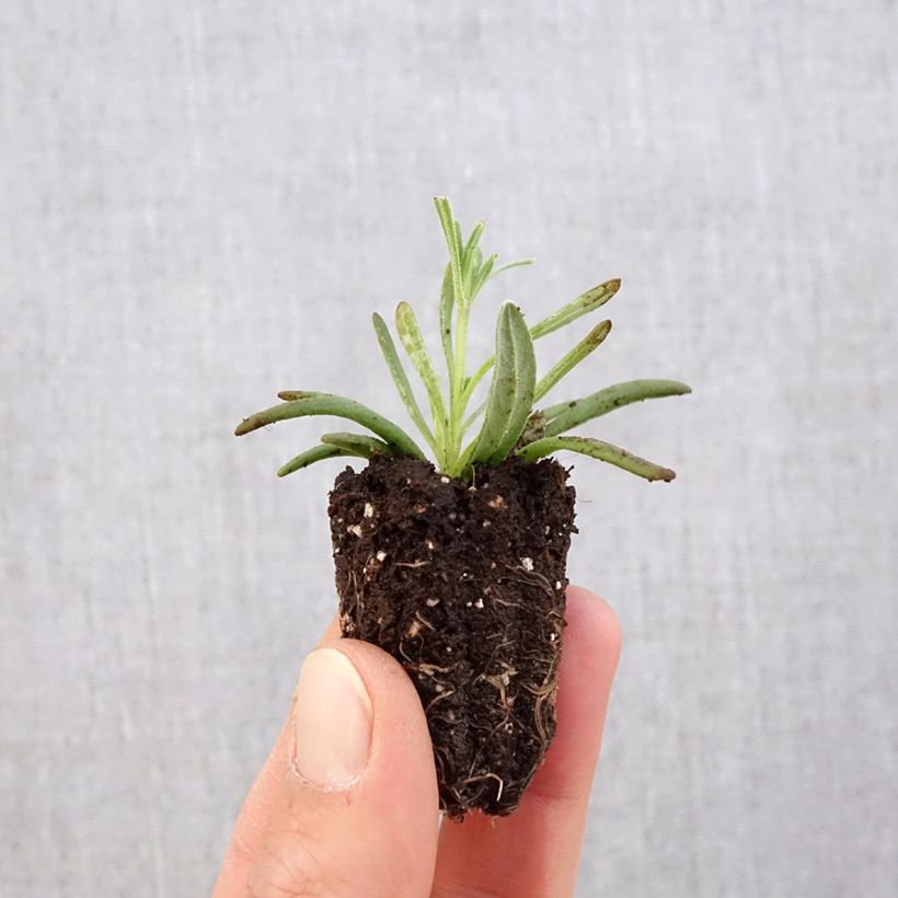 Exemplar von Lavandula angustifolia Hidcote - Echter Lavendel Mini-Plug Ø 3/4 cm wie im Frühjahr geliefert