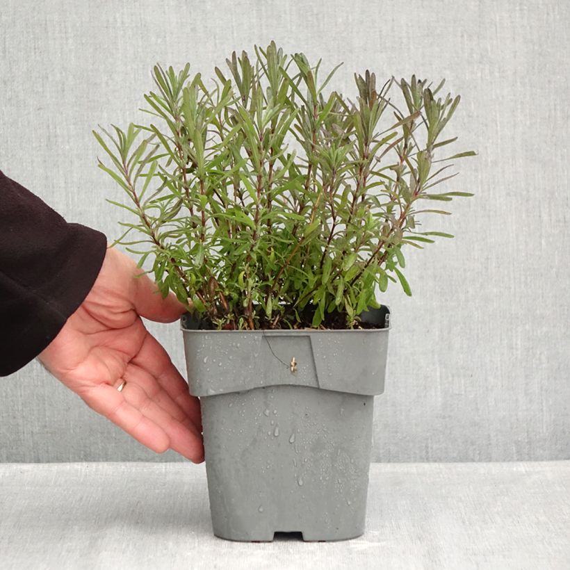 Exemplar von Lavandula angustifolia Rosea - Echter Lavendel Topf mit 2L/3L wie im Herbst geliefert