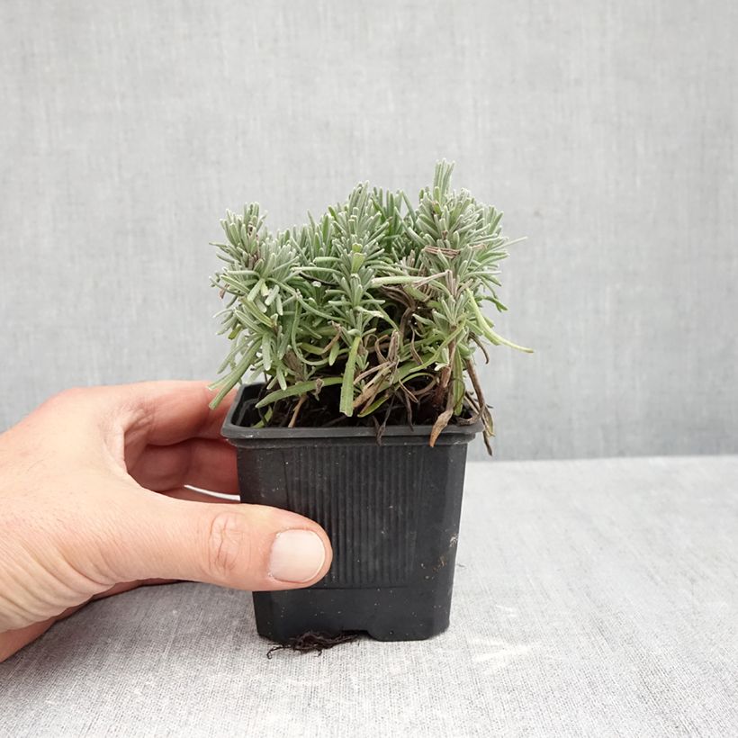 Exemplar von Lavandula angustifolia Loddon Pink - Echter Lavendel Kleine Töpfe von 8/9 cm wie im Herbst geliefert