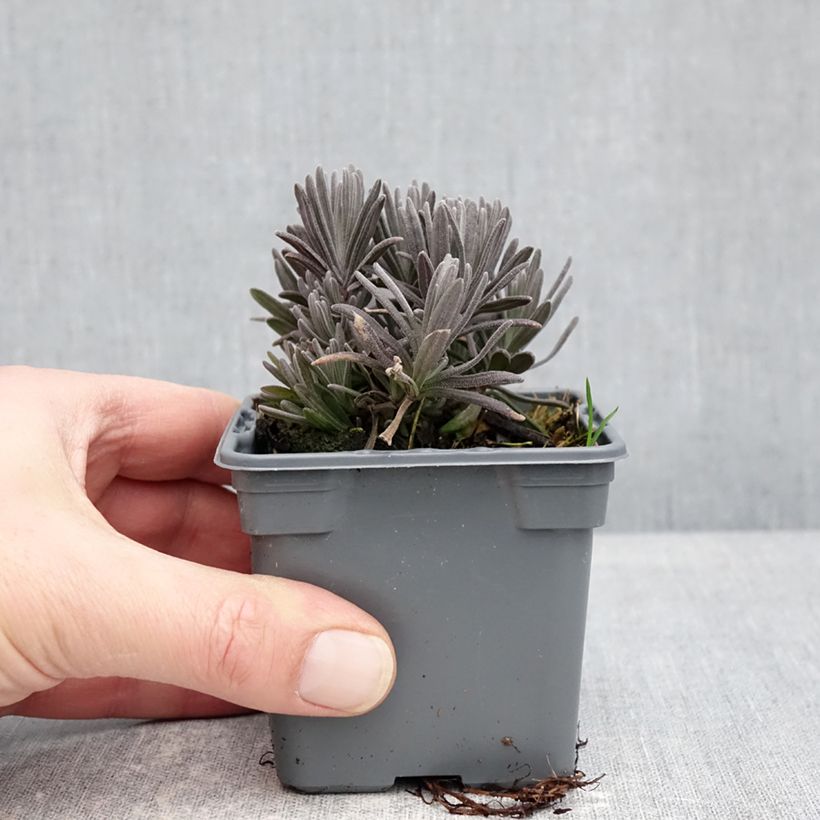 Exemplar von Lavandula angustifolia Loddon Pink - Echter Lavendel Kleine Töpfe von 8/9 cm wie im Winter geliefert
