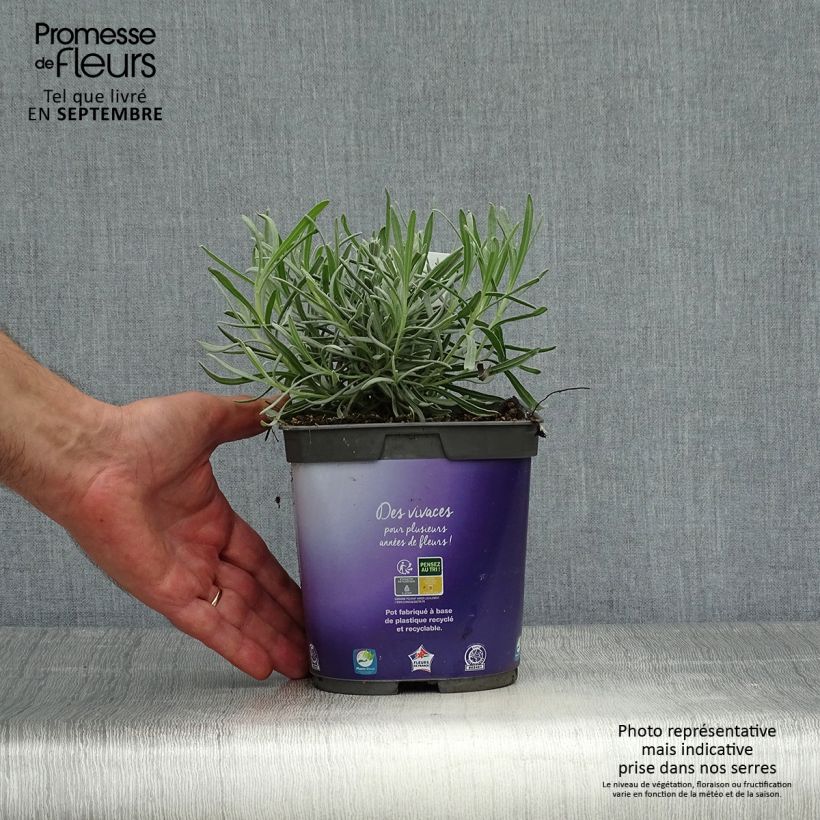 Exemplar von Lavandula intermedia Dutch Group - Provence-Lavendel Topf mit 2L/3L wie im Herbst geliefert