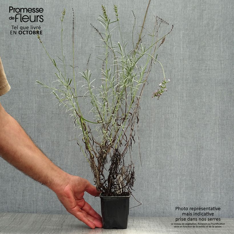 Exemplar von Lavandula intermedia Grappenhall - Provence-Lavendel Kleine Töpfe von 8/9 cm wie im Herbst geliefert