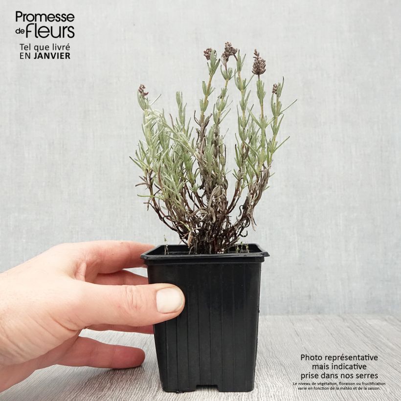 Exemplar von Lavandula stoechas Magical Posy Pink - Schopf-Lavendel Kleine Töpfe von 8/9 cm wie im Winter geliefert