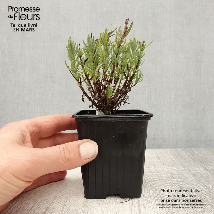 Exemplar von Lavandula stoechas Magical Posy Pink - Schopf-Lavendel Kleine Töpfe von 8/9 cm wie im Frühjahr geliefert