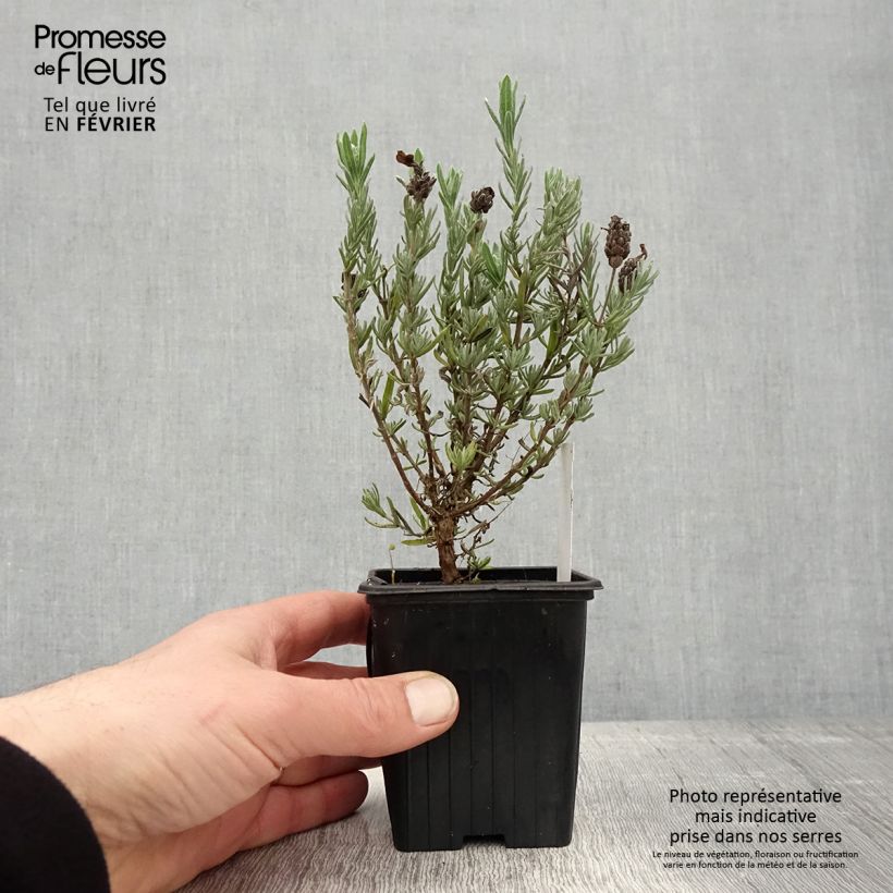 Exemplar von Lavandula stoechas Magical Posy Purple - Schopf-Lavendel Kleine Töpfe von 8/9 cm wie im Winter geliefert