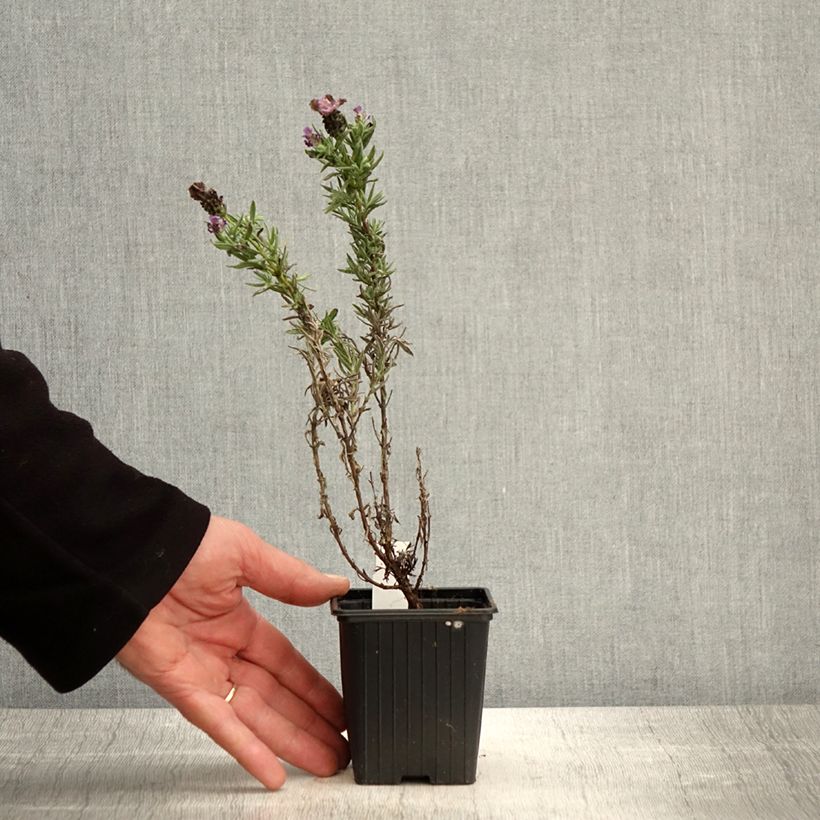 Exemplar von Lavandula stoechas Magical Posy Purple - Schopf-Lavendel Kleine Töpfe von 8/9 cm wie im Frühjahr geliefert