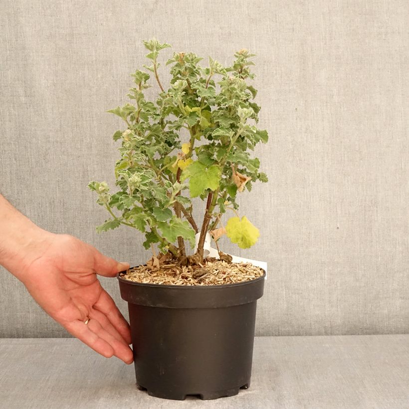 Exemplar von Buschmalve Chamallow - Lavatera Topf mit 3L/4L wie im Frühjahr geliefert